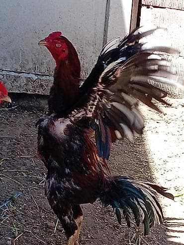 Toyuq, Damazlıq, Ünvandan götürmə lalafo.az -da Toyuq, Damazlıq, Ünvandan götürmə