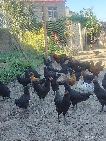 toyuq satışı: 🐔 Australorp Toyuqun cücələri satışda! Şəkildə qeyd olunmuş — 6