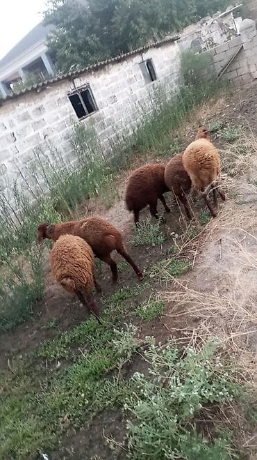 erkək quzu: Qala sortu quzular 3 Erkey 2 dişi yaxşı kök sağlam Heyvanlar dı — 2