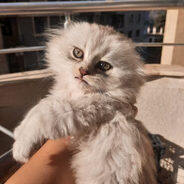 1 azn pişik: Şinşilla, Erkək, Yaxşı əllərə, Ünvandan götürmə, Ödənişli çatdırılma — 6