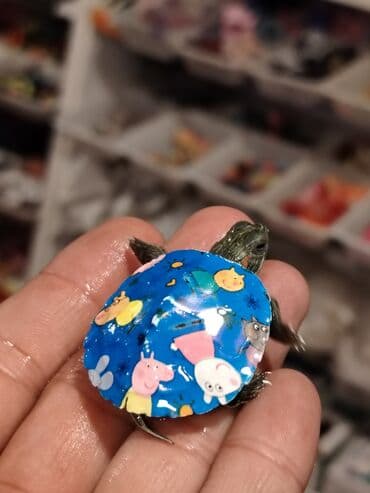 американский плоскоухий членистоногий когтеступ: Qırmızı yanaq su tısbağalar. Şəkillərdə müxtəlif naxışlı, dekorativ — 6