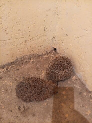 pişik üçün yuva: - Gecəaktif, zərərvericilərə (salyangoz, həşərat, tırtıl və s.) qarşı — 2