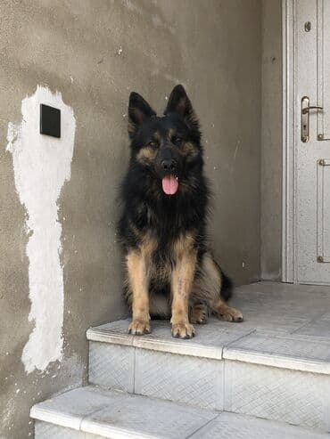 çoban iti satılır: Alman çoban iti, 1 il, Erkek, Peyvəndli, Ünvandan götürmə — 1