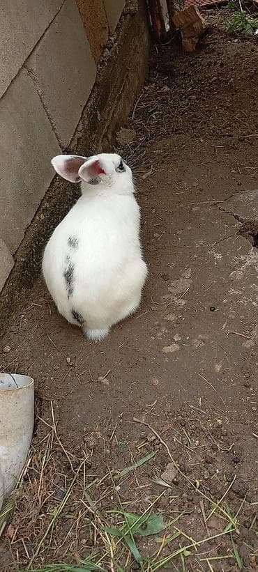 ev dosanlari: YAXŞI DİŞİ DOVSANAL BARTER EDİLİR BU ERKEK DİR //////Ağ rəngli — 5