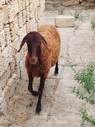 qoca qoyunlar: Qoyunlar – yerli Qarabağ/Qırxqqoyun tipli, qəhvəyi rəngdə sürü - Say — 4