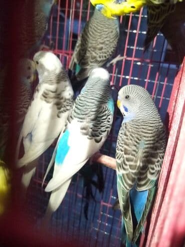 İtlər: Tutuquşları — 2