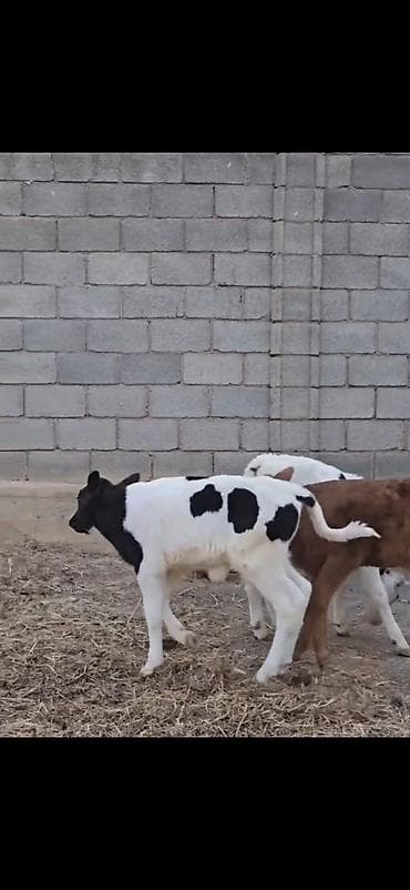 smental dana: Satışda – müxtəlif rəngli heyvan balaları (buzovlar). Xüsusiyyətlər — 2