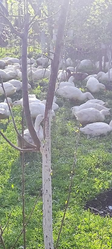 Məhsul: Ağ ördəklər (sürü halında) Təsvir: - Açıq məkanda otlaqda