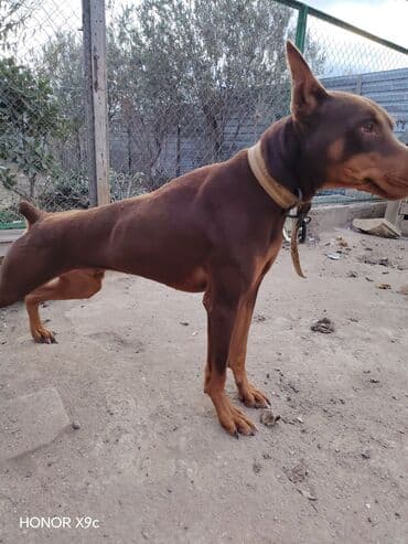 it yemi satilir: Doberman — 3