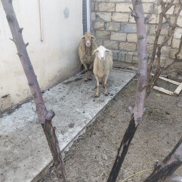 heyvan satışı tap az: Qoyunlar boğazdır ikiside — 6