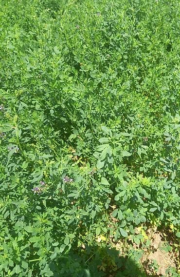 heyvanlar quşlar: Hal hazirda Yonca (Medicago sativa) becerilib 3 hektar torpaq sahəsi — 1