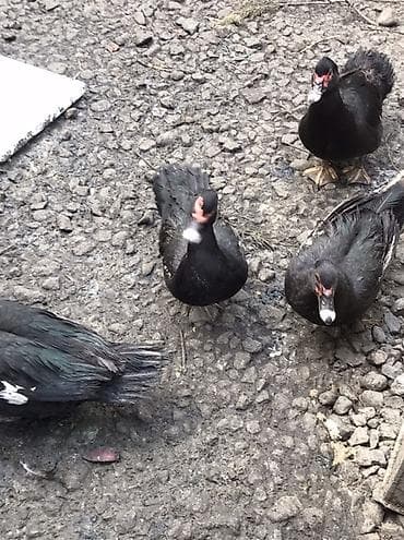 hid qusu: Muscovy ördəkləri və qarışıq yerli ördəklər satılır. Her qiymete var — 9