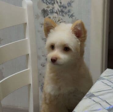 переноска для кошек баку: Məhsul: Kiçik itlər üçün dəst – yumşaq ev tipli yuva, iki ədəd yem — 3