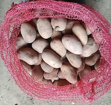 Ət məhsulları: Toxumluq Anna karoleva kartofu.Qusar.0.5qep — 1