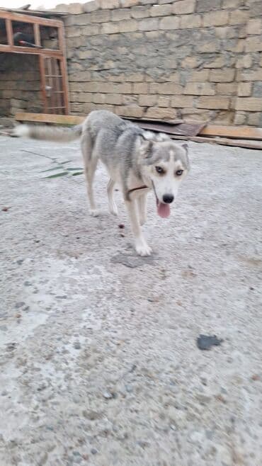 купить хаски щенка: Хаски, 9 месяцев — 4