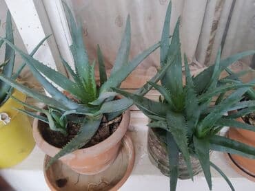 Digər bitkilər: Dörd illik aloe vera dibçəyi.Aloe vera bir cox xəstəliklərin — 1