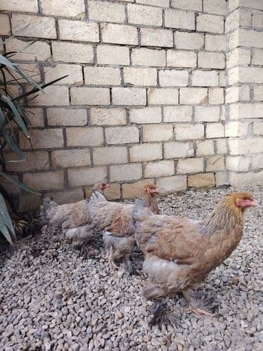 Сельхоз птицы: Курица, Brama, Для разведения — 1