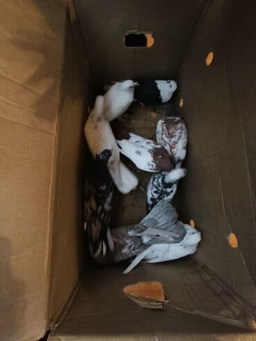 sebzi quşu: Türkan göyərçinləri hamsi tutulma üst üste 4 manatdan 10 goyercindir — 1