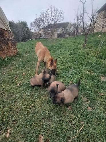 itler kangal: Belçika çoban iti, 1 ay, Dişi, Peyvəndli, Ünvandan götürmə, Pulsuz çatdırılma — 6
