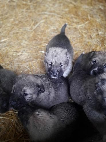 heyvanlar və balaları: Peyvəndli — 6