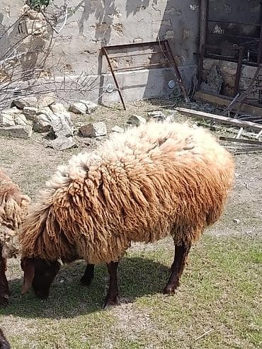 Qurbanlıq qoç ana bala qoyun maştağada