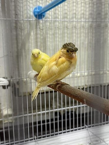 bulbul satılır: Biri birinən gözəl bülbül balalrı satılır ujey 1 ay yarımlığdılar real — 2