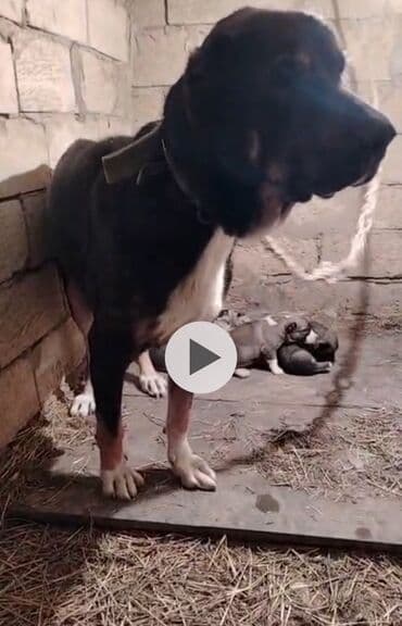 afcarka itlerin satisi: 1 ay, Erkek, Peyvəndli — 7