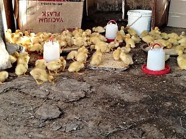 mandalin ordek: Pekin ördəy balası 100 ədəddi hamısın götürən olsa 2 manatdan verərəm — 2