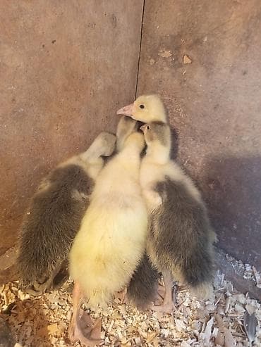 Kənd təsərrüfatı quşları: Məhsul: Qaz balaları Təsvir .salam 7 ədəd 20 günlük qaz balası 13 — 5