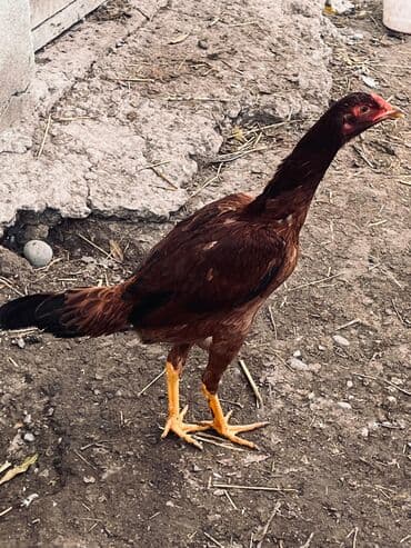 cucə satılır: Toyuq cücələri, Damazlıq — 6