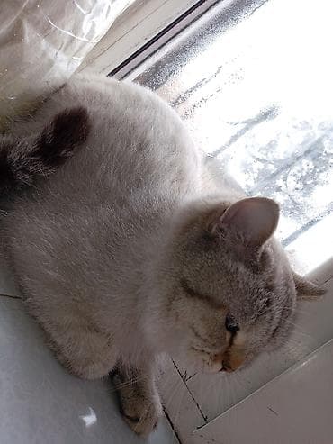 Britan, Erkək, Yaxşı əllərə, Ödənişli çatdırılma