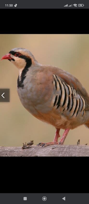 geref quşu: Esil Qafqaz qirqovulu unvan Gence basqa nov wirqovularda var keklik — 6