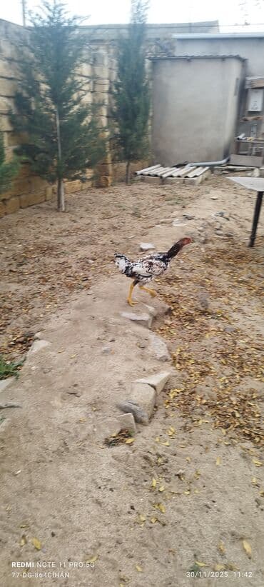 Xoruz, il: 4, Ünvandan götürmə lalafo.az -da — 3 Xoruz, il: 4, Ünvandan götürmə — 3