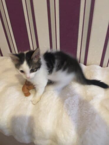 pişik üçün: Yaxşı əllərə, Ünvandan götürmə — 2