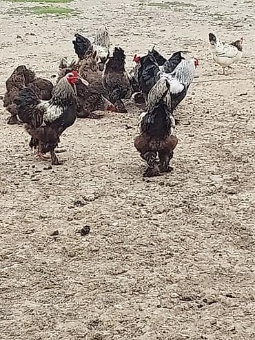 qaz ve ordek satisi: Toyuq, Brama, Damazlıq — 5