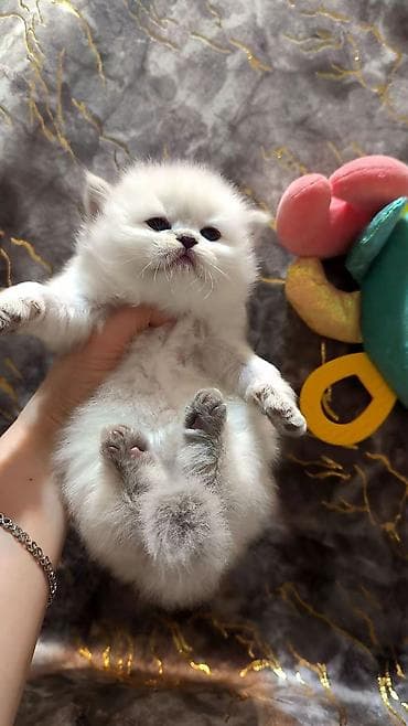 bala pişik ucuz: Şotland — 3