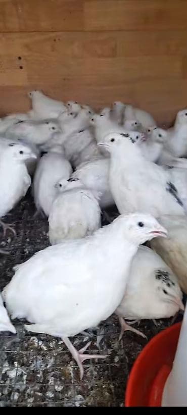 qus sesleri: Bildcin cvan di saglam — 2