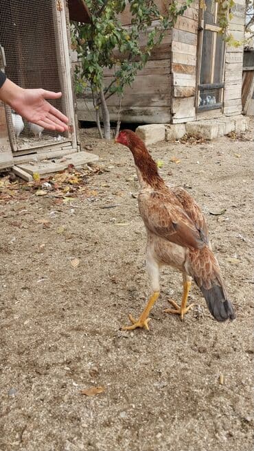 попугай жако купить в баку: 7 aylıq fərədi — 1