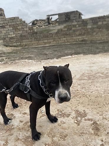 anadolu çoban iti: Pitbul — 3