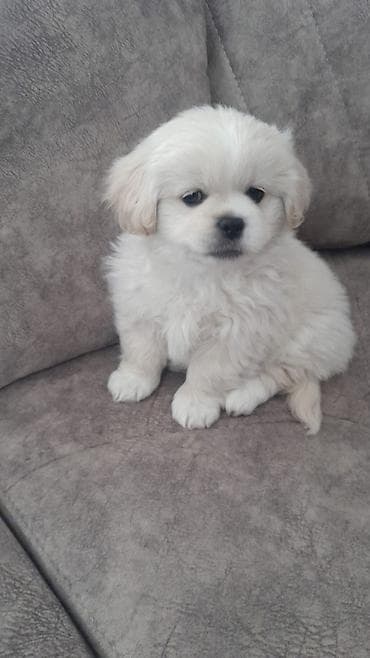 damazliq qoyun satisi: Pekines, 4 ay, Erkek, Peyvəndli, Ödənişli çatdırılma — 1