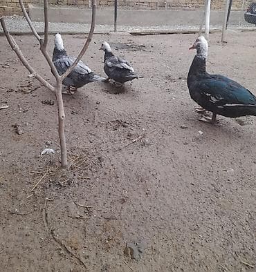 kayuqa ordek: Lal ördəklər satılır. Qiyməti razılaşma yolu ilə — 3