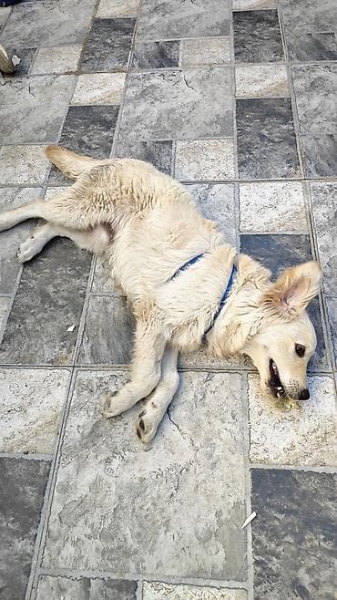 it xaski: Retriever, 5 ay, Erkek, Peyvəndli, Ünvandan götürmə — 3