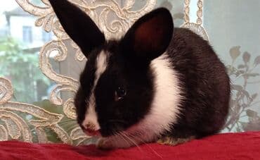 velikan dovsan satisi: Bala doşanlar satılır erkeyli dişili isdiyən buyursun — 2