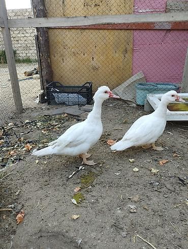 lavanda ördəyi: Lal ördəklər birisi erkek üç ədədi dişidi istəyən olsa əlaqə saxlaya — 5
