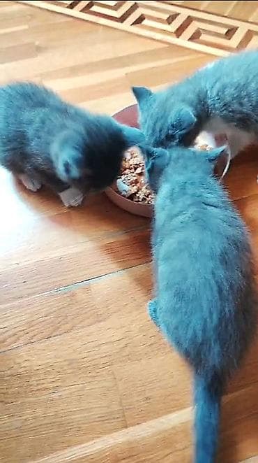 pişik erkek: Britan, Erkək, Dişi — 4