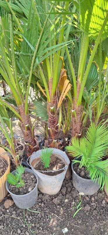 mal dili bitkisi: Çöl bitkiləri — 1