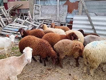 tap az sudluk inəklər: Balali qoyunlar ve tek quzulardir kom ve təkde satılır ciddi insanlar — 3