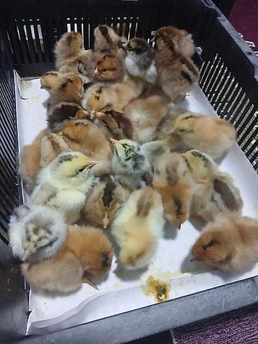 top 3 ev heyvanları: 15 günlük süper lider cucesi vaxsinadiyalari verilib Saba lasota — 9