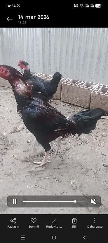 barter toyuq: Xoruz, il: 2, Ödənişli çatdırılma — 3