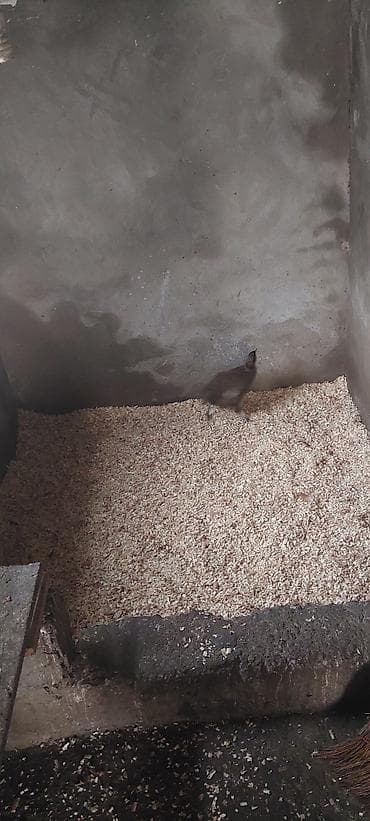 bildircin balası: Məhsul: Cücələrin saxlanması üçün balaca beton qəfəs/bölmə Təsvir: - — 2